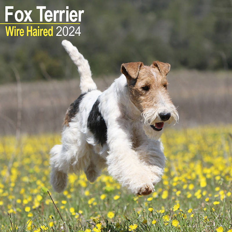 Wirehaired Fox Terrier Calendar 2024 (Square) Dogs Naturally